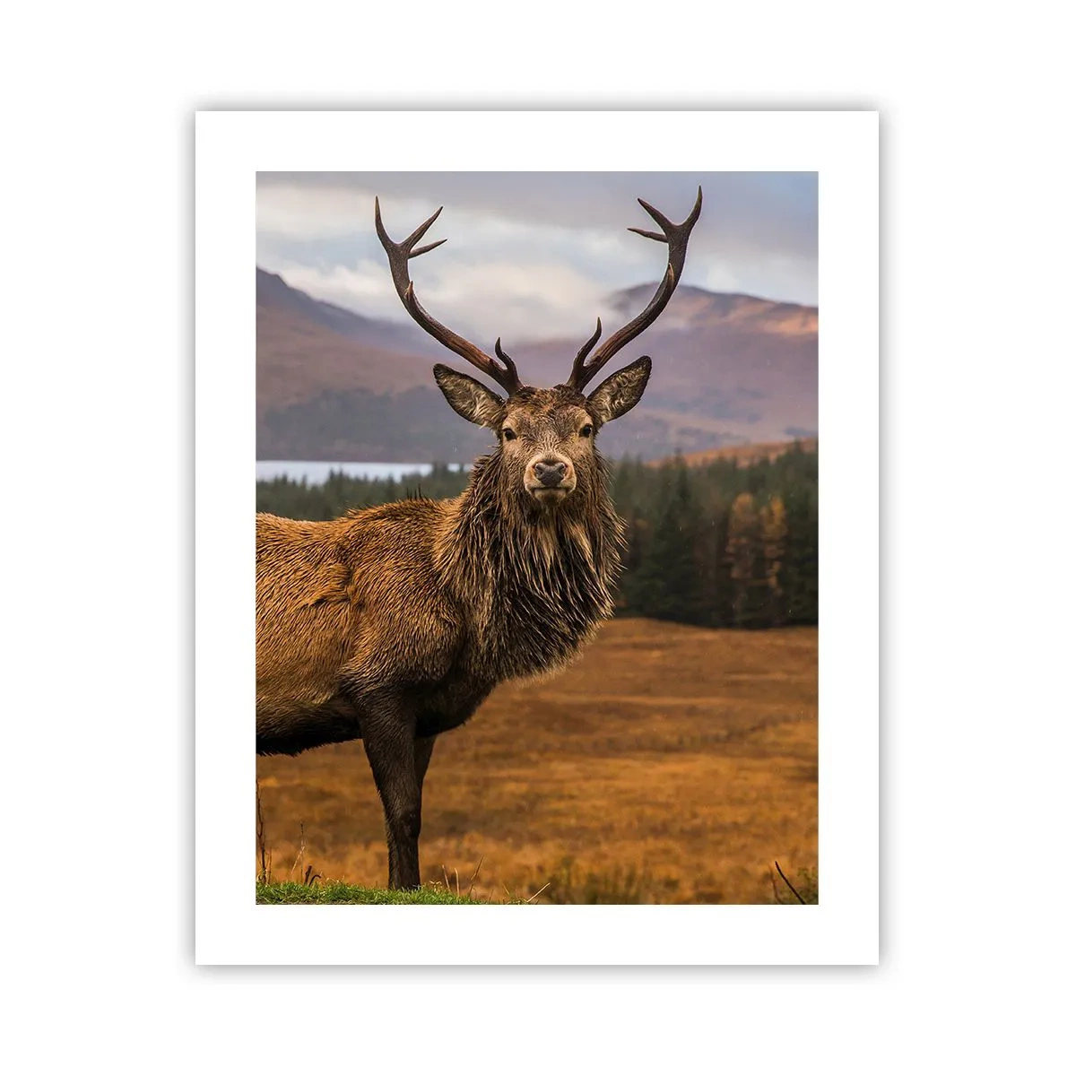 Poster - De majesteit van de natuur - 40x50 cm