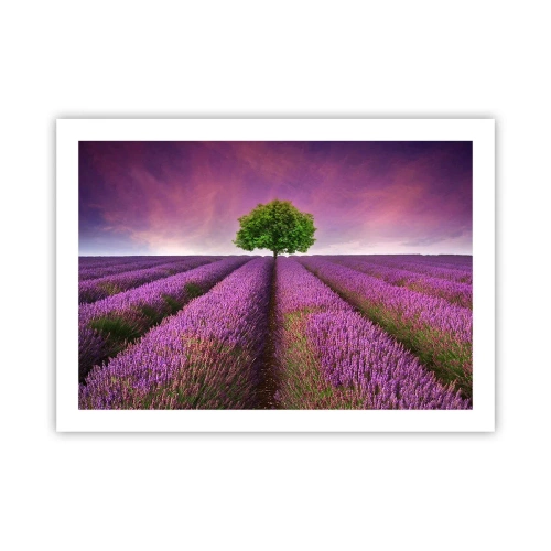 Poster - Op lavendelvelden - 70x50 cm