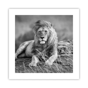 Poster - Koninklijke siësta - 40x40 cm