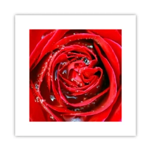 Poster - In de dauwdruppels - 30x30 cm