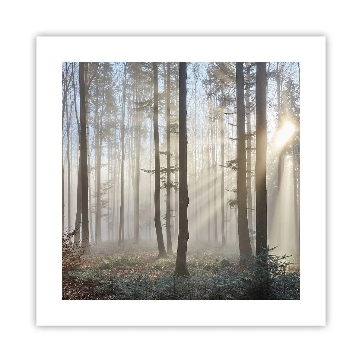 Poster - De mist werd ook wakker - 40x40 cm