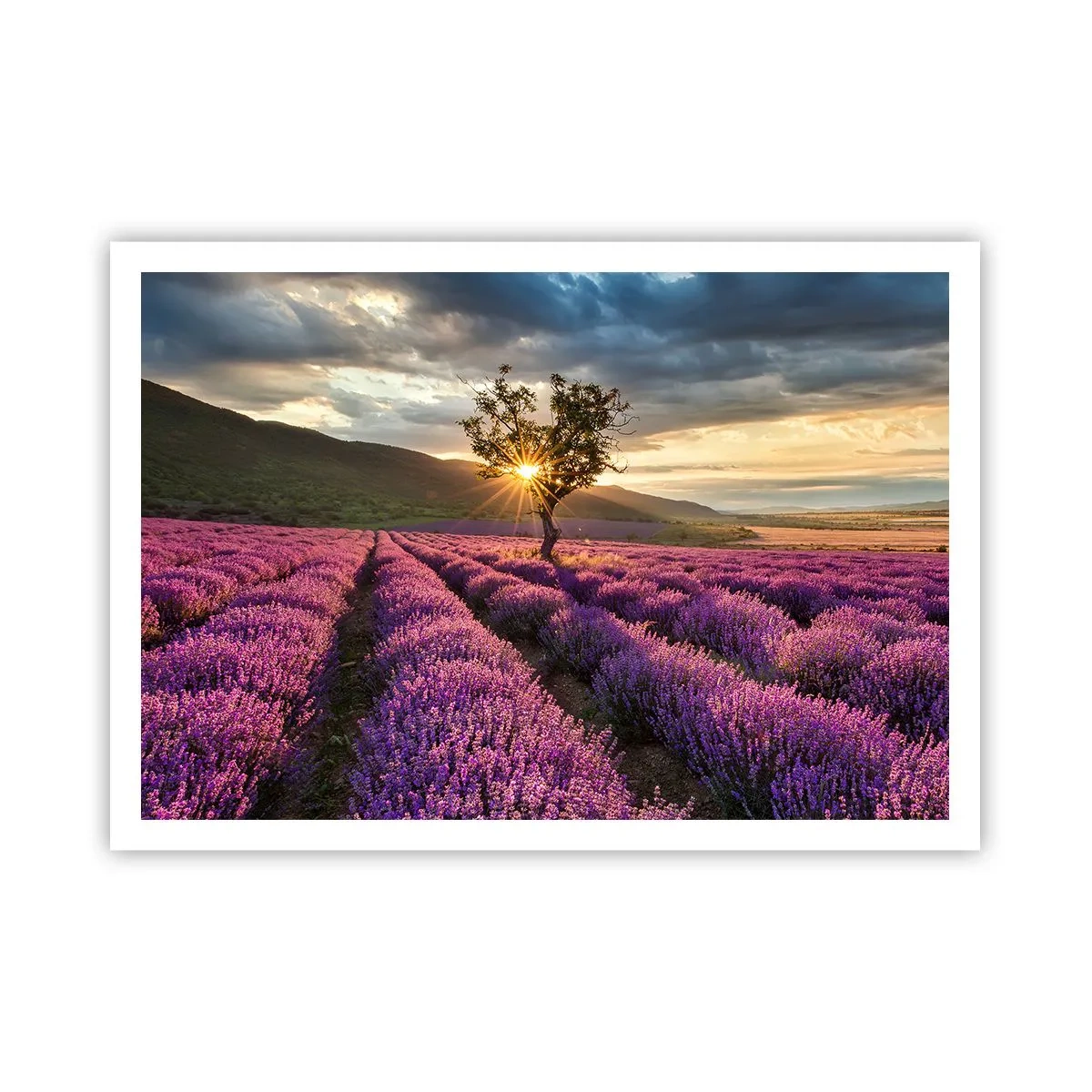 Poster - Lila gekleurd aroma - 100x70 cm