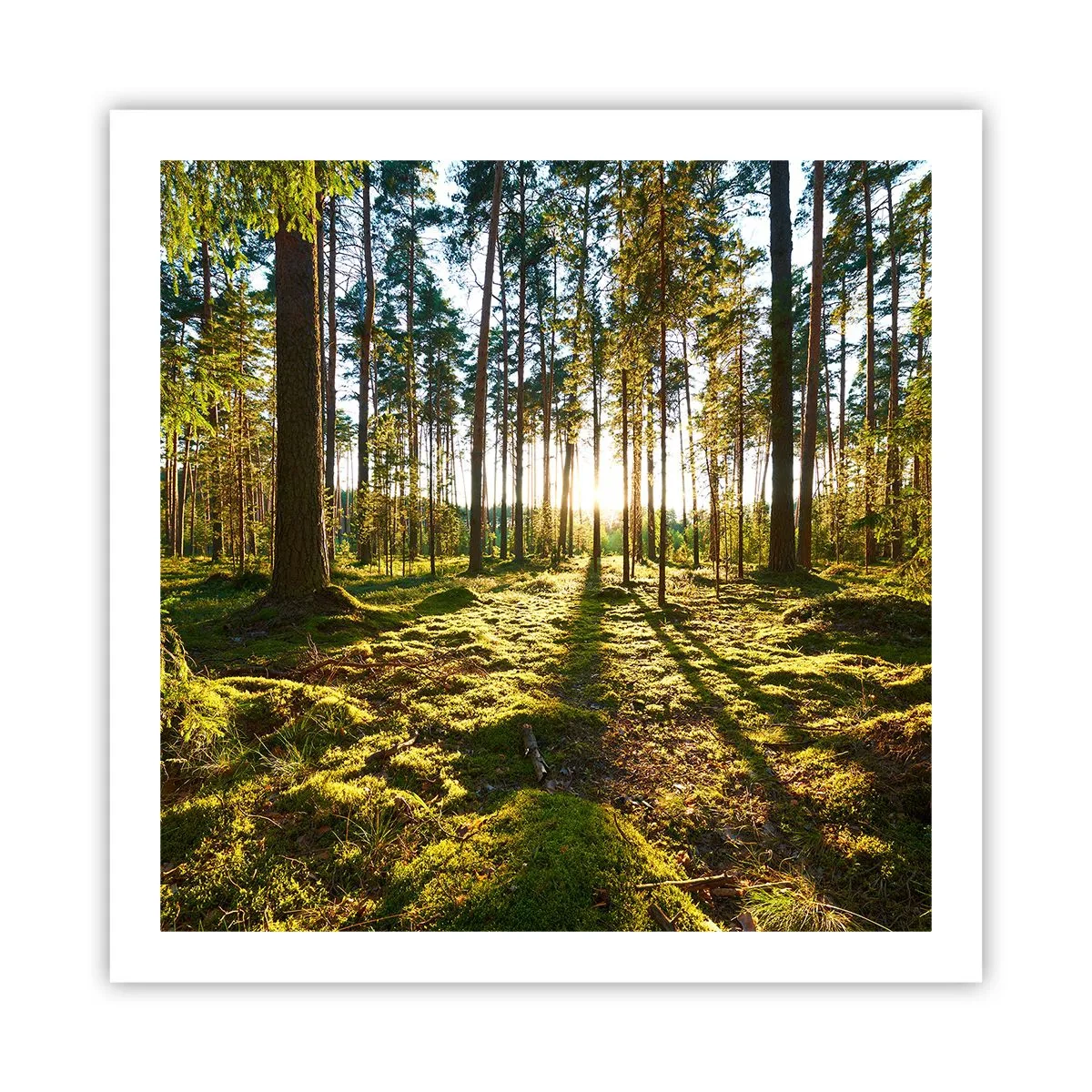 Poster - … Achter de zeven bossen - 60x60 cm