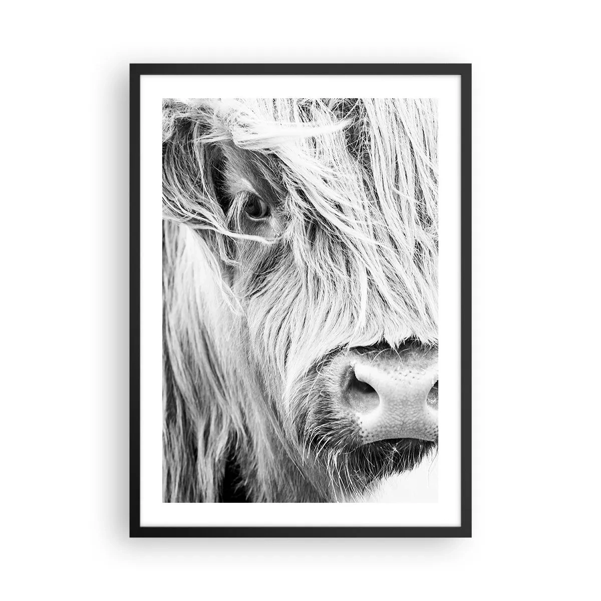 Poster in een zwarte lijst - Een zwart-witportret van dichtbij van een Schotse hooglander. - 50x70cm - Schotse wildheid - Moderne wanddecoratie voor woonkamer en slaapkamer ARTTOR