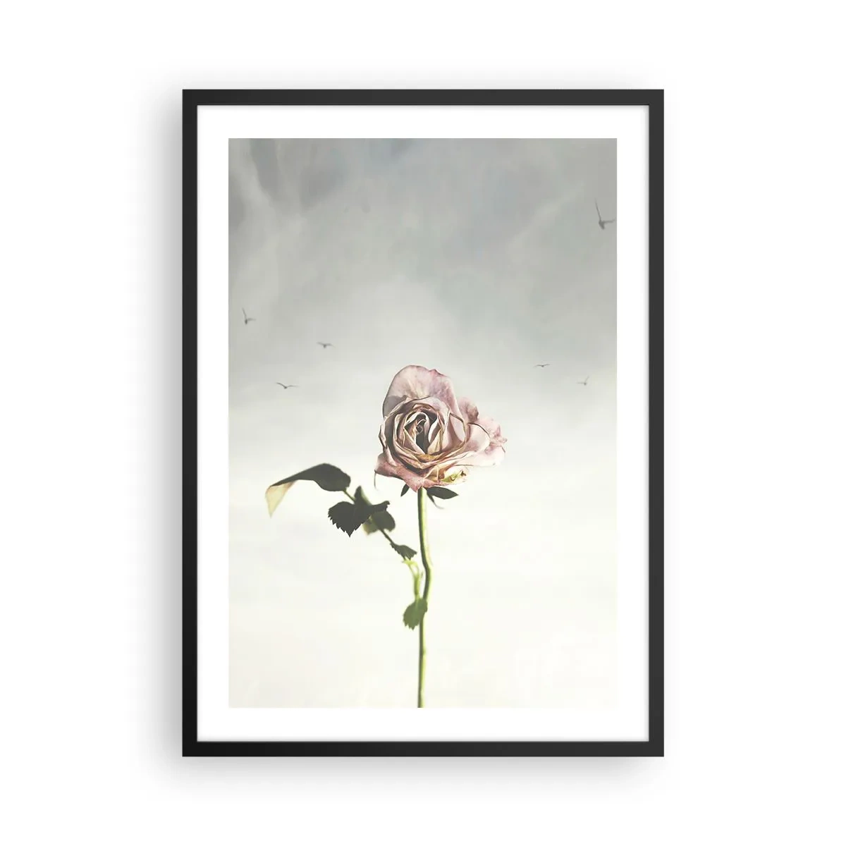 Poster in een zwarte lijst - Een subtiele roos tegen een delicate lucht - 50x70cm - Begroeting van de lente - Moderne wanddecoratie voor woonkamer en slaapkamer ARTTOR