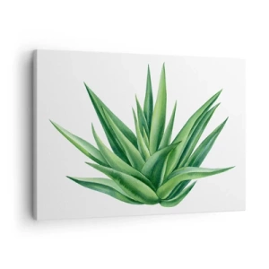 Schilderen op canvas - Een sappige groene plant op een witte achtergrond - 70x50cm - Groen – kracht – leven - Moderne wanddecoratie voor woonkamer en slaapkamer ARTTOR