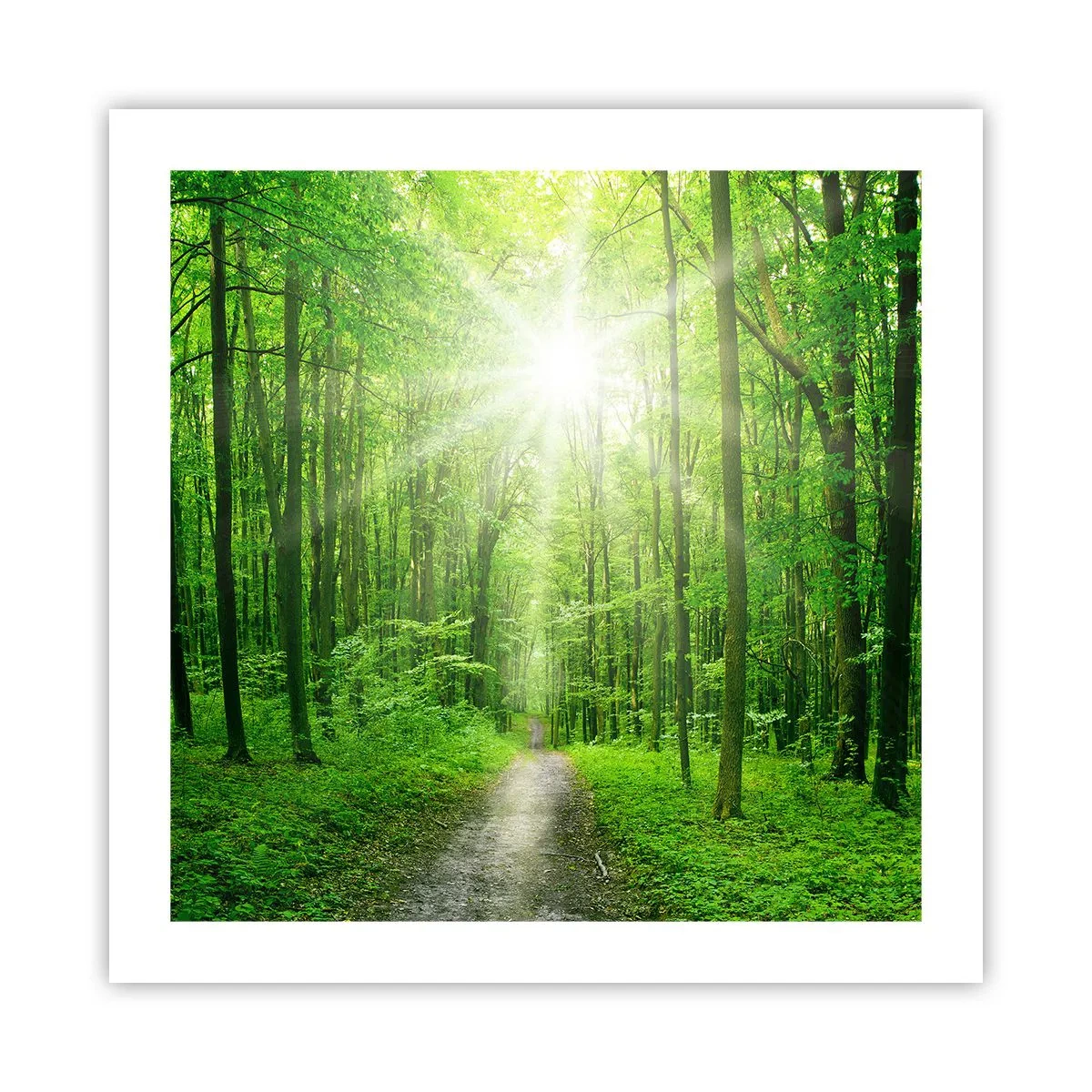 Poster - De groene kathedraal - 50x50 cm