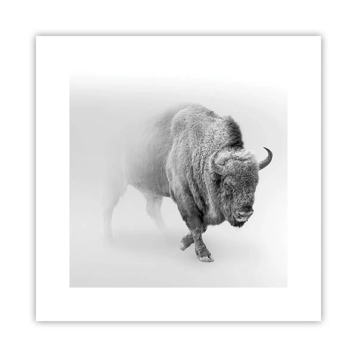 Poster - Koning van de prairie - 30x30 cm