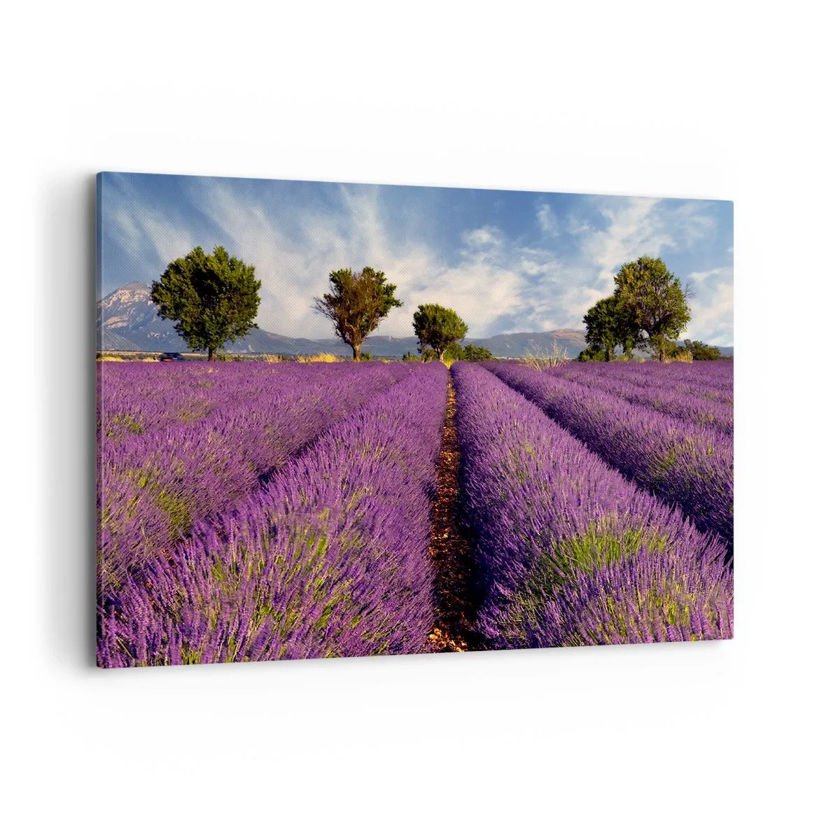 Schilderen op canvas - Lavendel velden - 100x70 cm