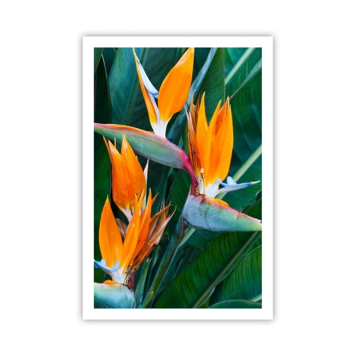 Poster - Is het een bloem of is het een vogel? - 61x91 cm