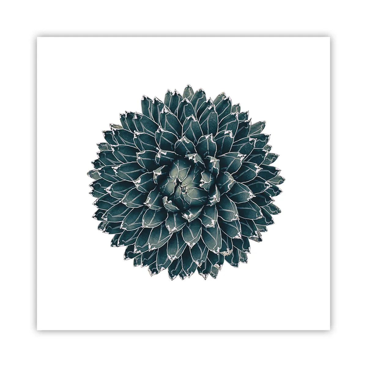 Poster - De ster van de woestijn - 40x40 cm