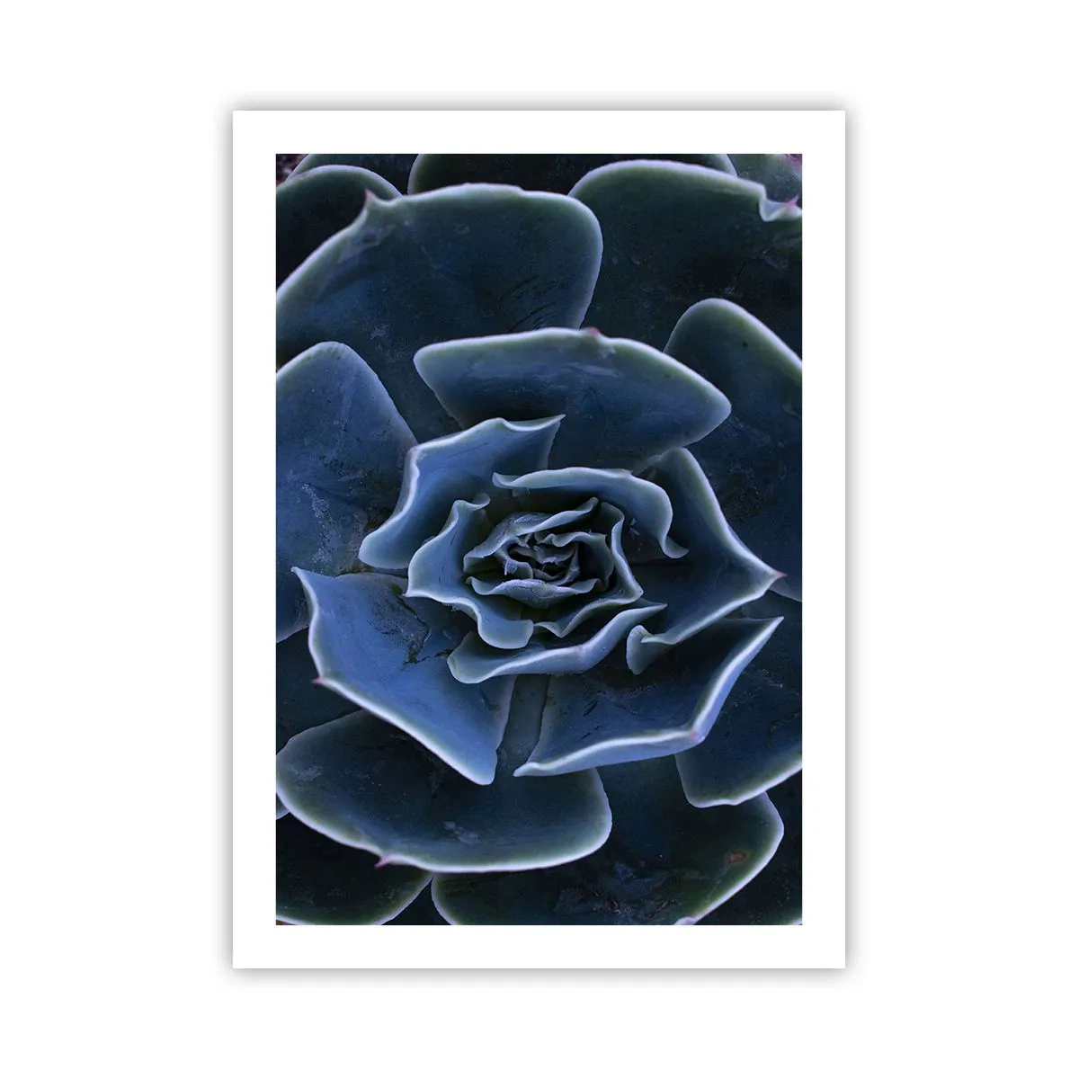 Poster - Woestijn bloem - 50x70 cm