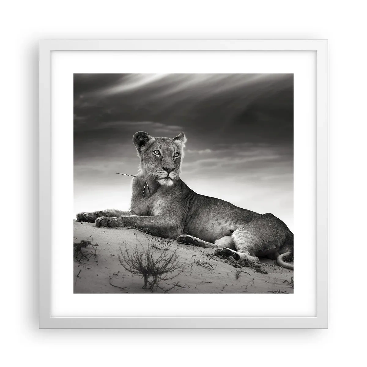 Poster in een witte lijst - De koningin van de woestijn rust - 40x40 cm
