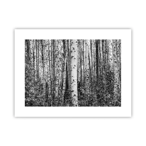 Poster - Berken colonnade - 40x30 cm