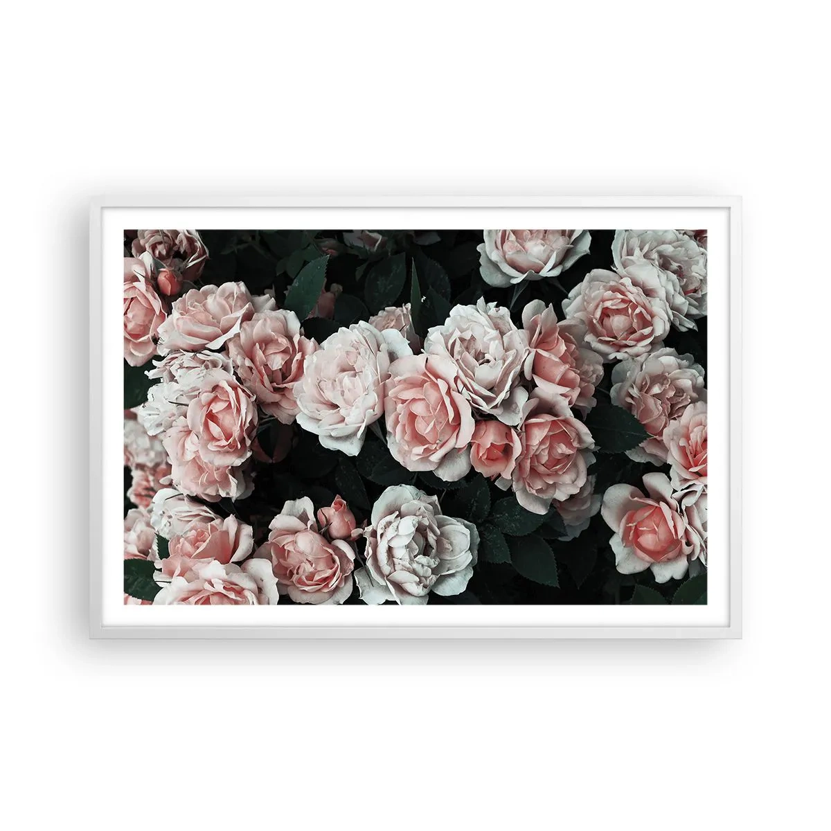 Poster in een witte lijst - Rozen ensemble - 91x61 cm