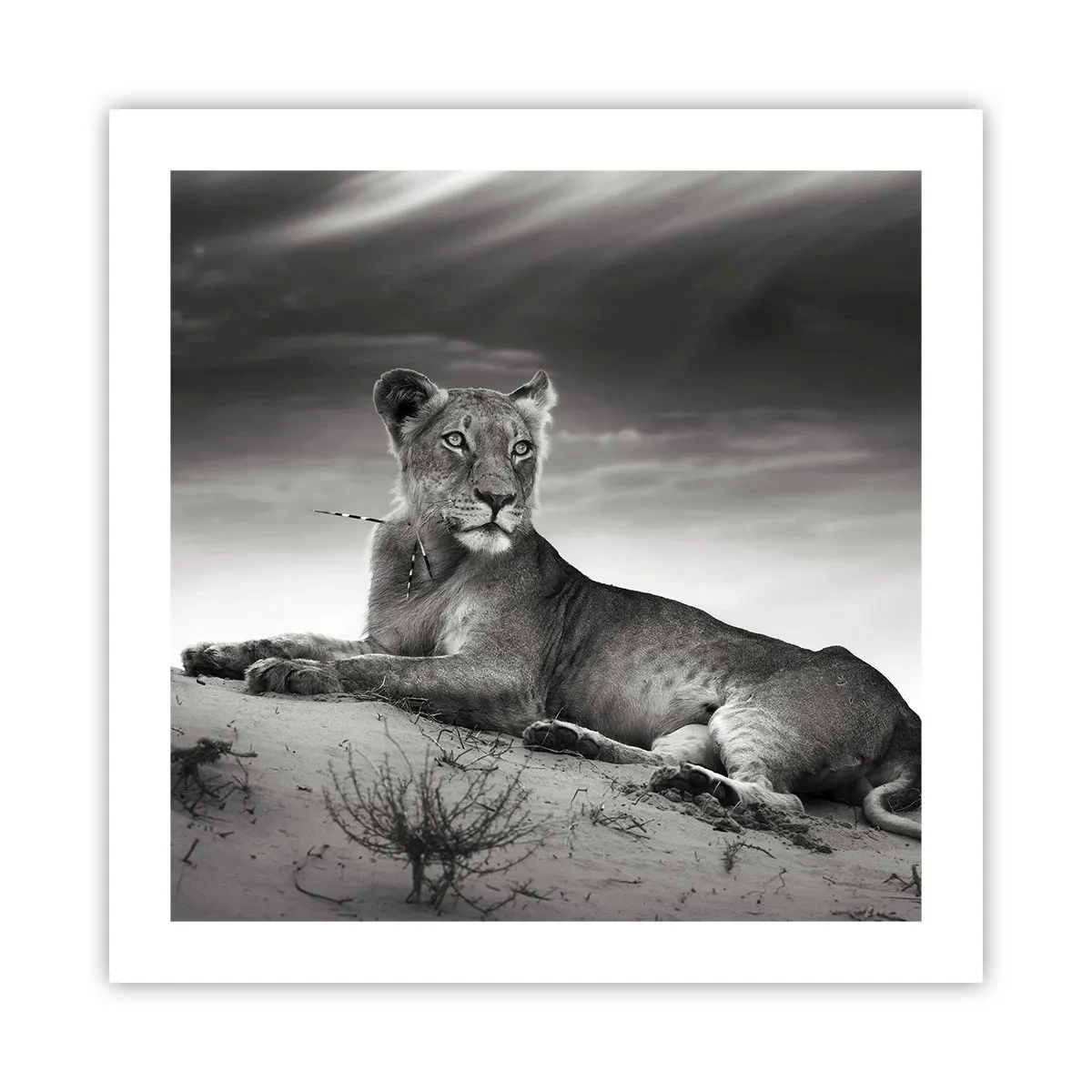 Poster - De koningin van de woestijn rust - 50x50 cm