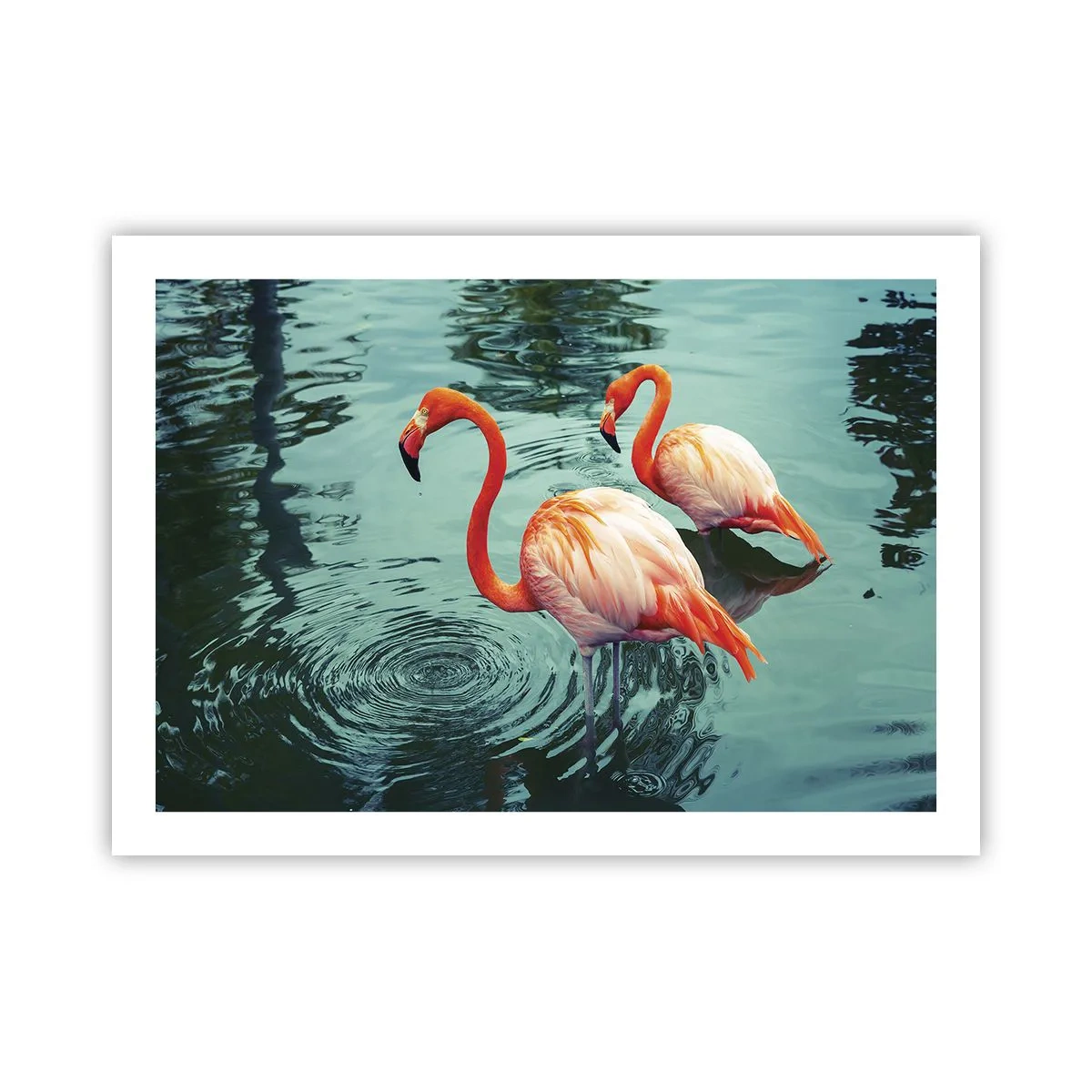 Poster - We zijn nu in de mode - 70x50 cm