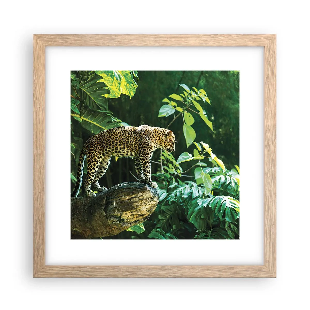 Een poster in een licht eiken lijst - Op jacht? - 30x30 cm