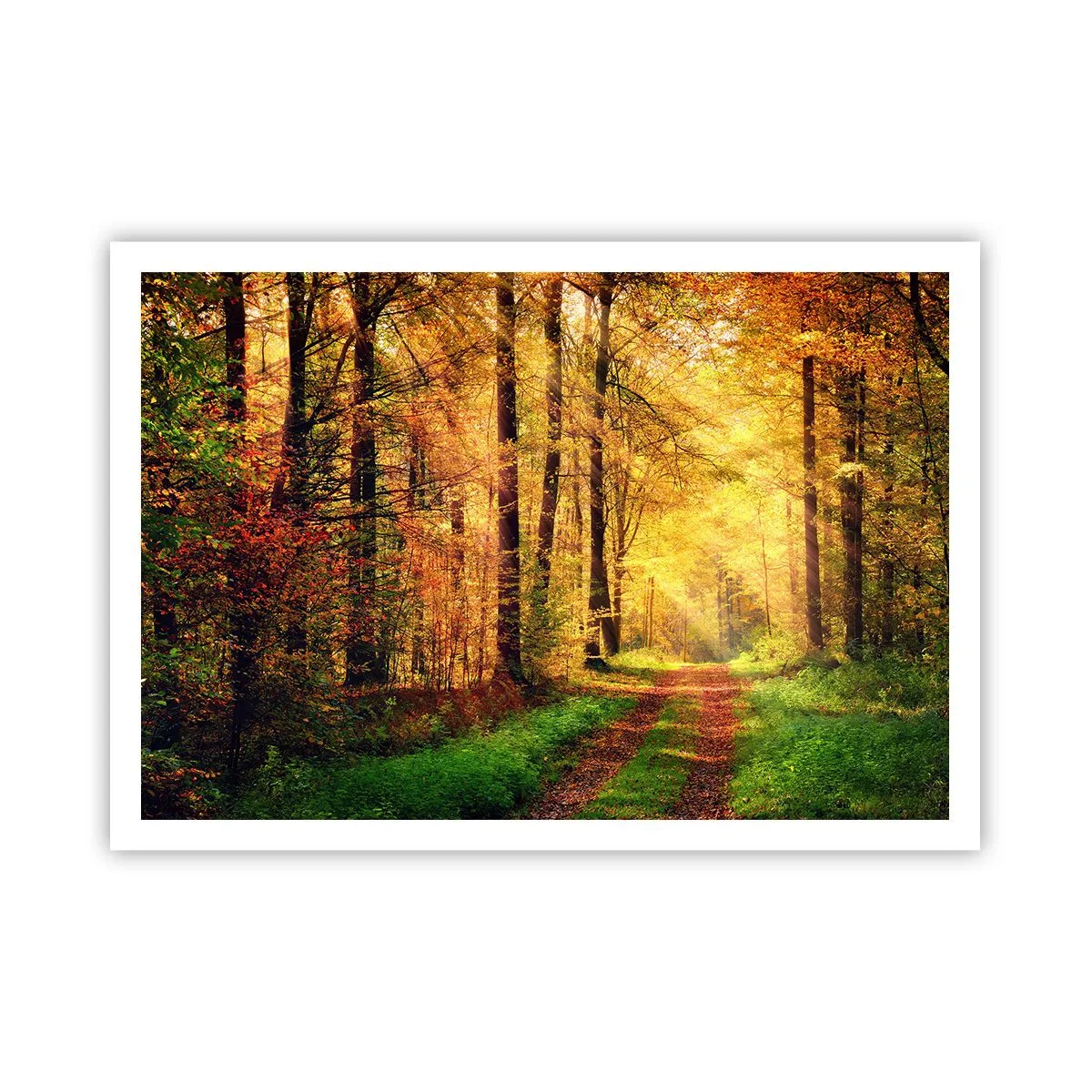 Poster - Bos-gouden stilte - 100x70 cm