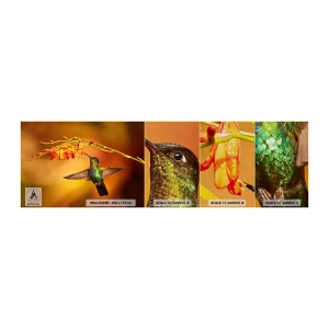 Fotobehang Monster Premium Sand - Een boodschapper van licht volgens de Maya - Kolibrie, Vogel, Natuur - 100x30 cm