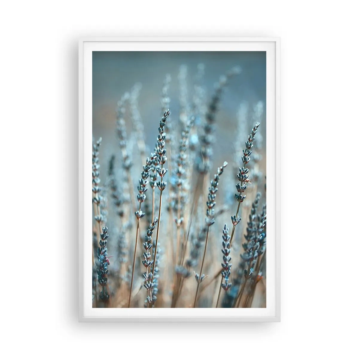 Poster in een witte lijst - Geurig korenveld - 70x100 cm