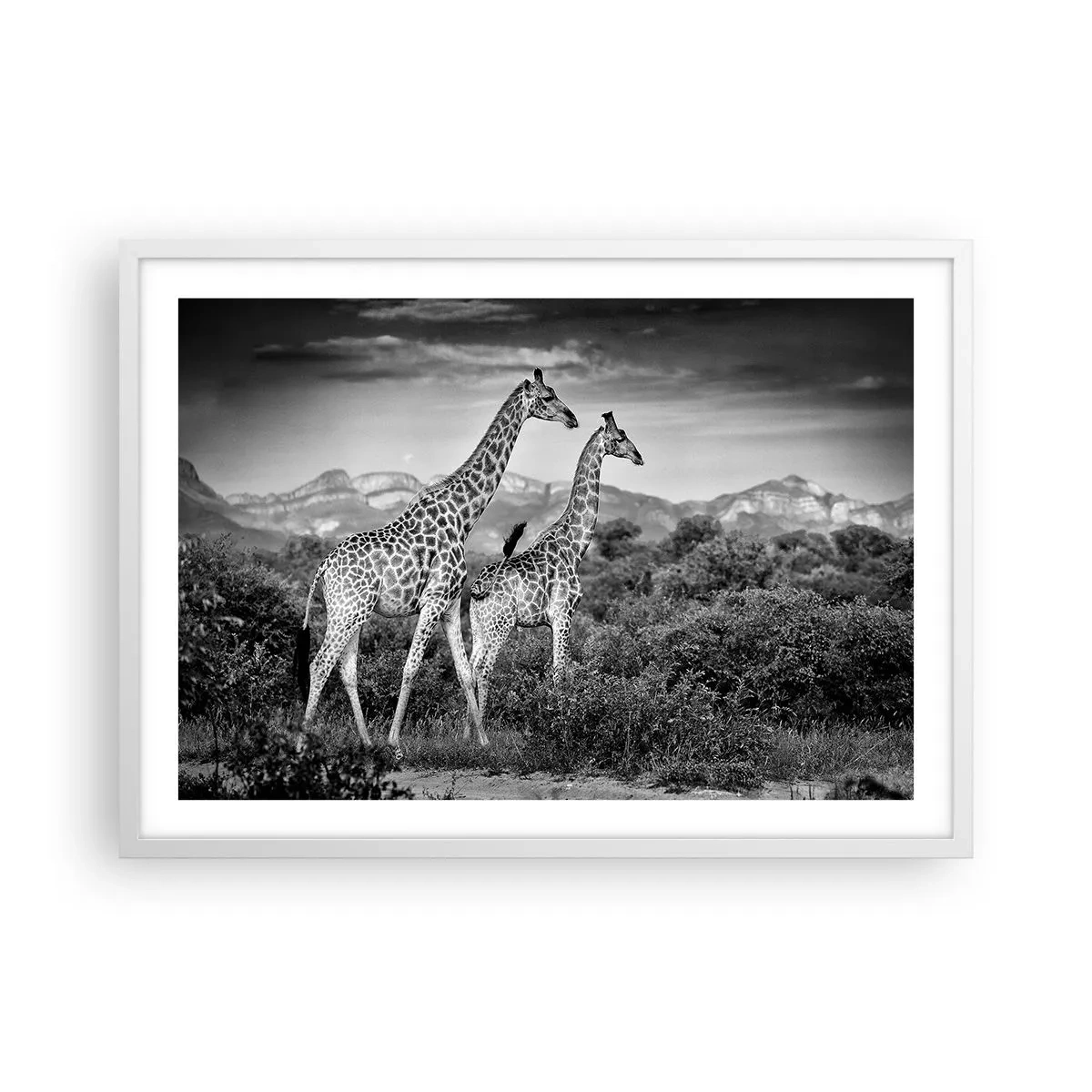 Poster in een witte lijst - Hoge sferen in Afrika - 70x50 cm