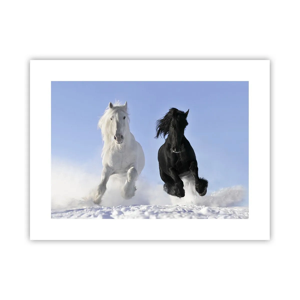 Poster - Zwart-wit galop - 40x30 cm
