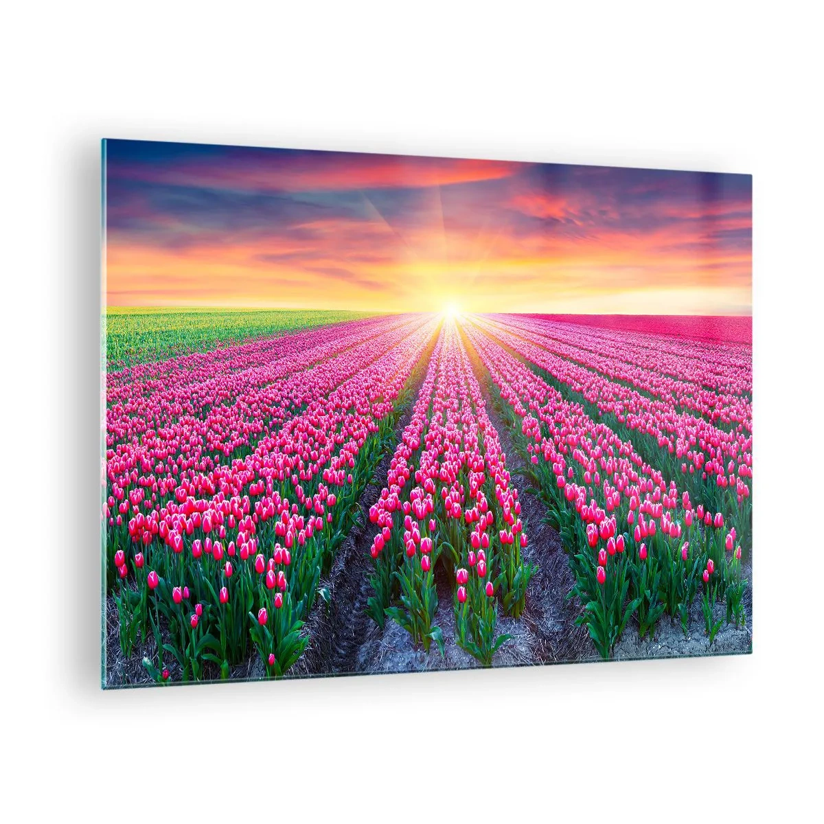 Schilderen op glas - Een veld met roze tulpen in de stralen van de ondergaande zon - 70x50cm - Beautyfarm - Moderne wanddecoratie voor woonkamer en slaapkamer ARTTOR