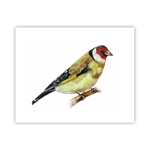 Poster - Vogel portret - 50x40 cm