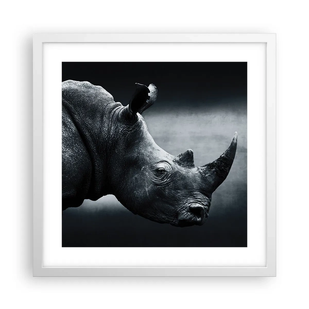 Poster in een witte lijst - Rechts profiel - 40x40 cm