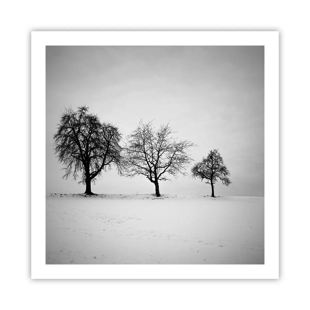 Poster - Waar dromen ze over? - 60x60 cm