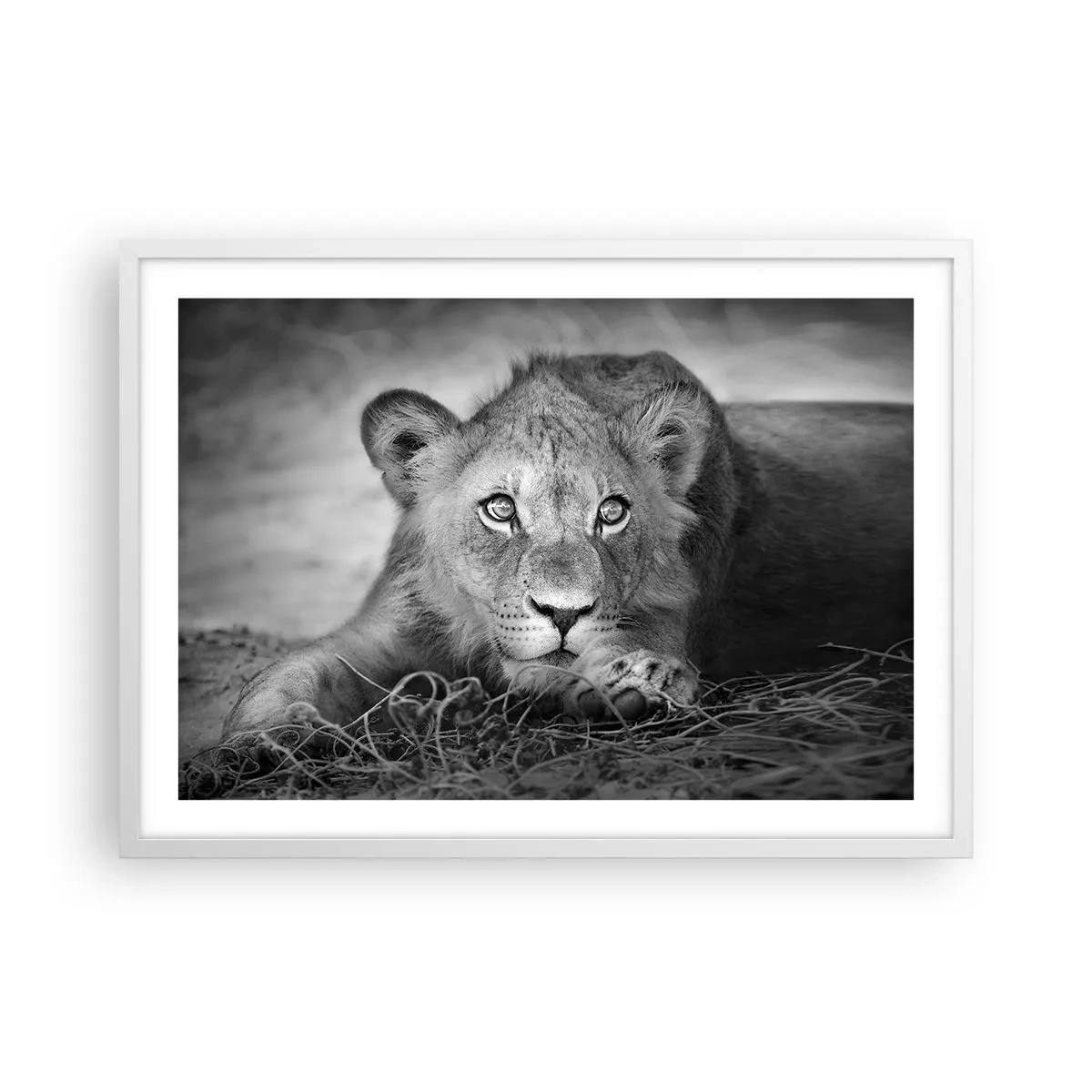 Poster in een witte lijst - Koninklijke puppy - 70x50 cm