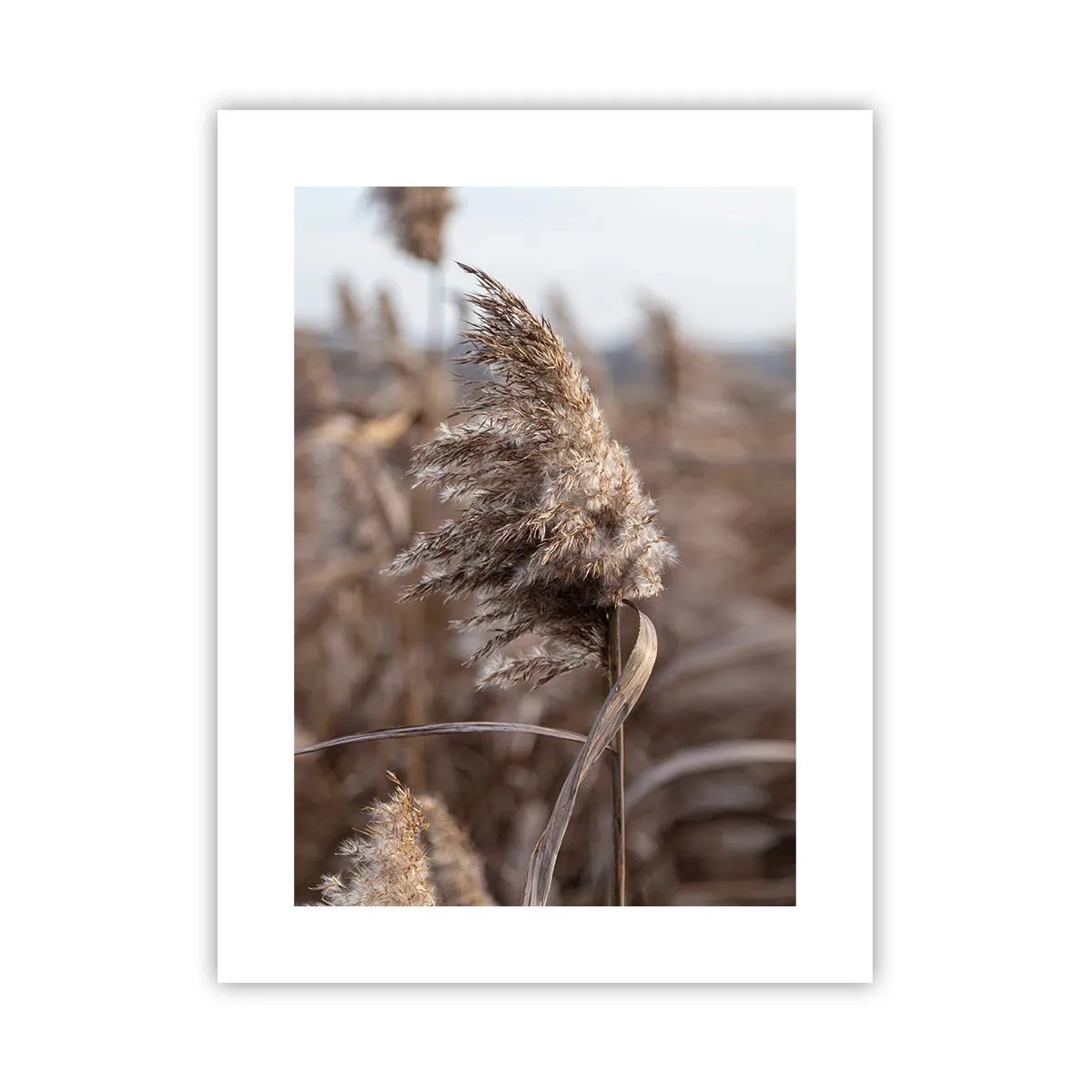 Poster - Tijd om met de wind mee te gaan - 30x40 cm