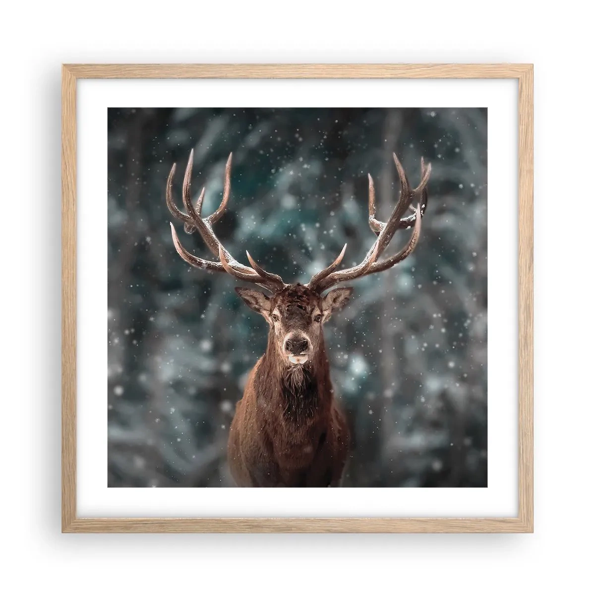 Een poster in een licht eiken lijst - Gekroond tot koning van het bos - 50x50 cm