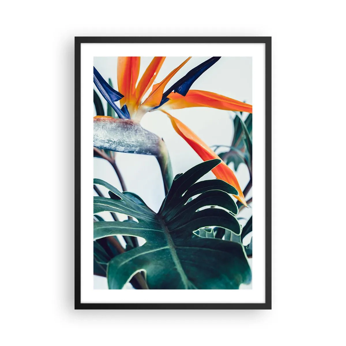 Poster in een zwarte lijst - Close-up van een strelitziabloem omgeven door groene bladeren - 50x70cm - Vogelstruik - Moderne wanddecoratie voor woonkamer en slaapkamer ARTTOR