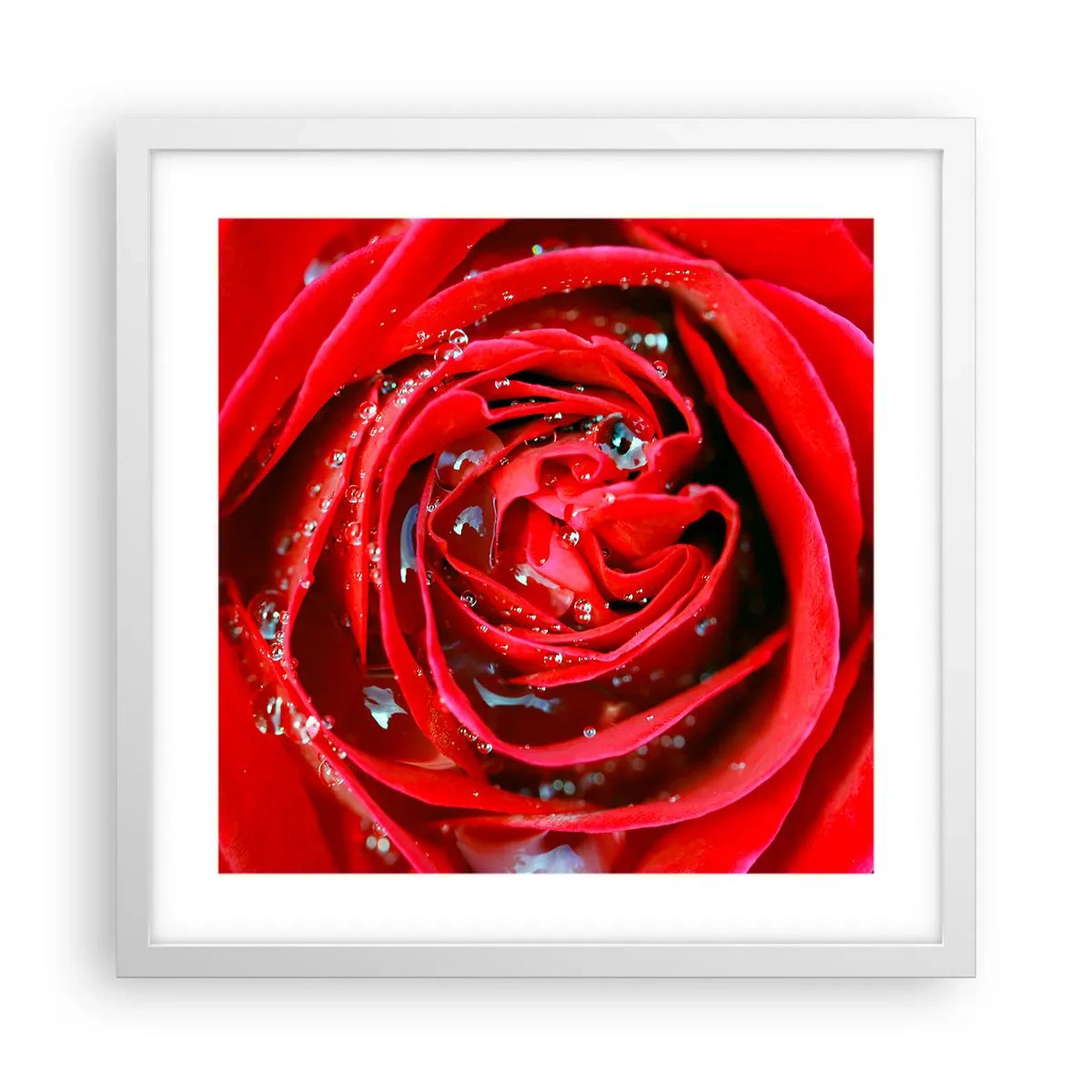 Poster in een witte lijst - In de dauwdruppels - 40x40 cm