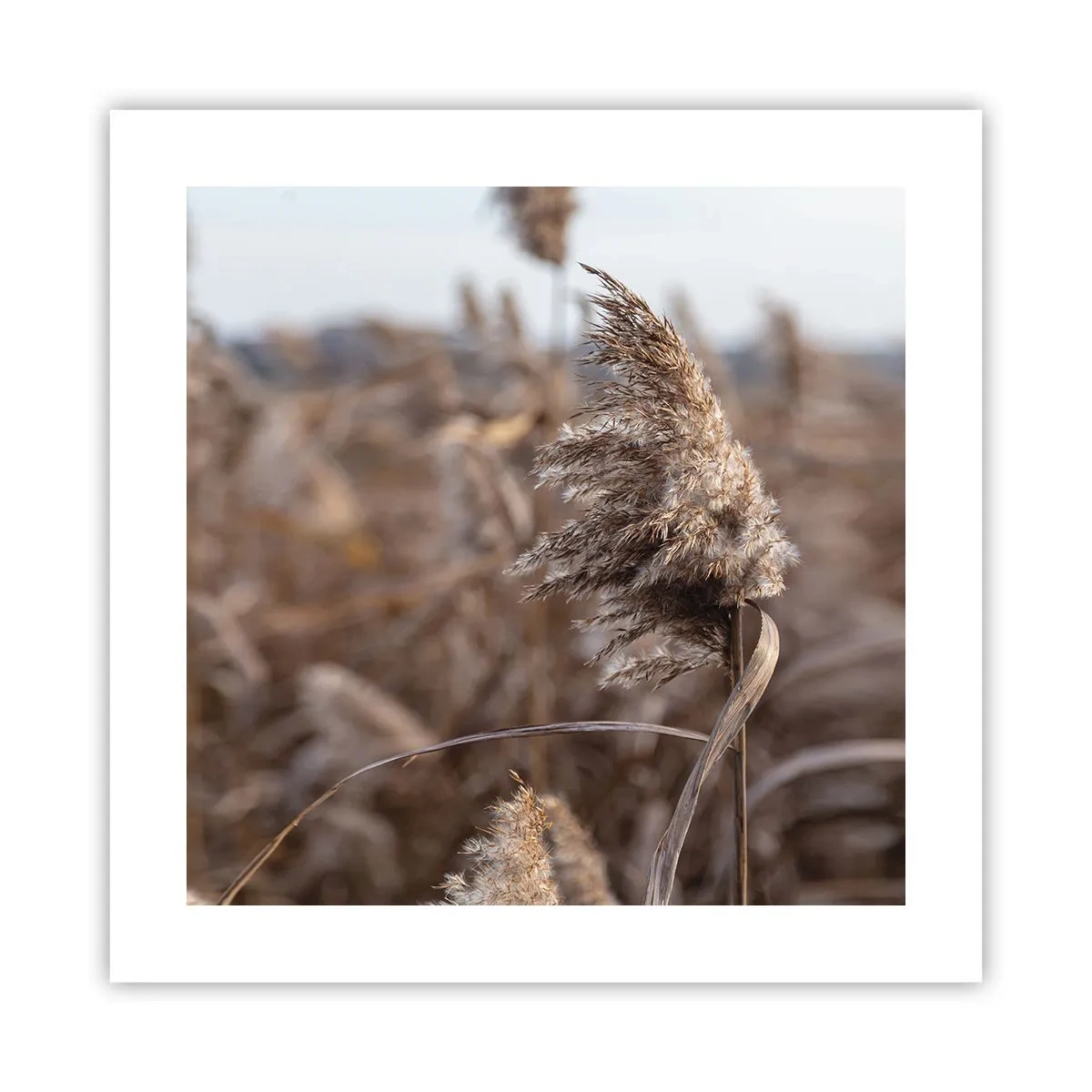 Poster - Tijd om met de wind mee te gaan - 40x40 cm
