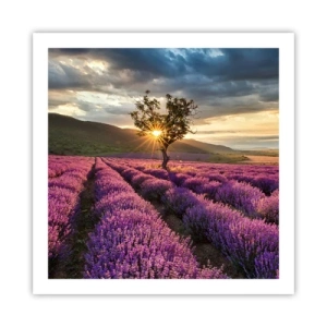 Poster - Lila gekleurd aroma - 60x60 cm