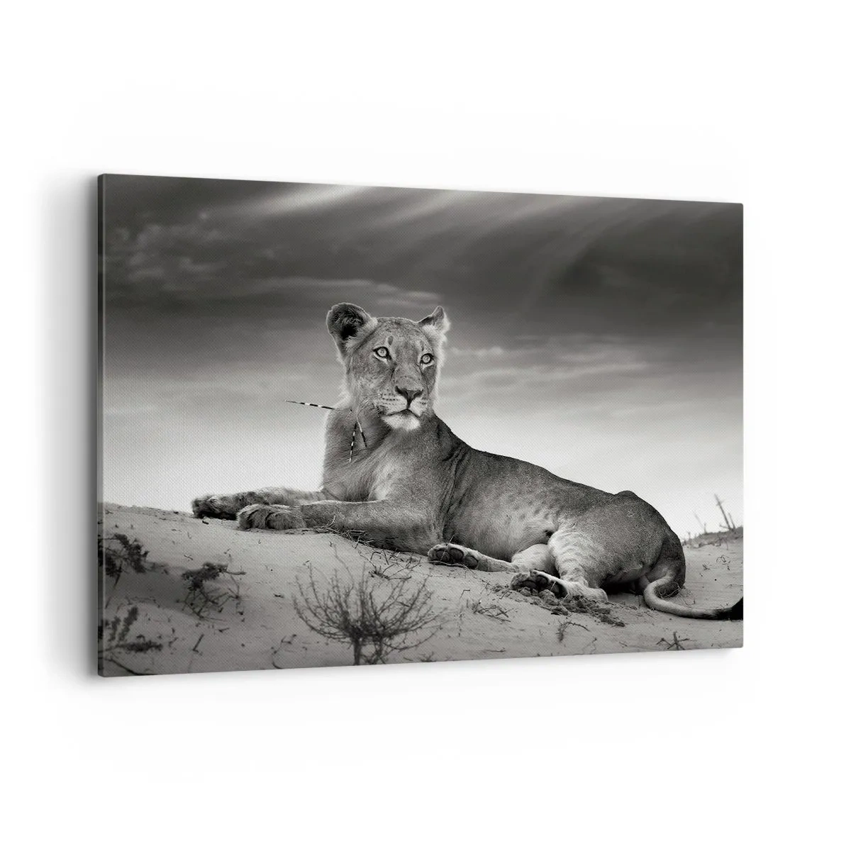 Schilderen op canvas - De koningin van de woestijn rust - 100x70 cm