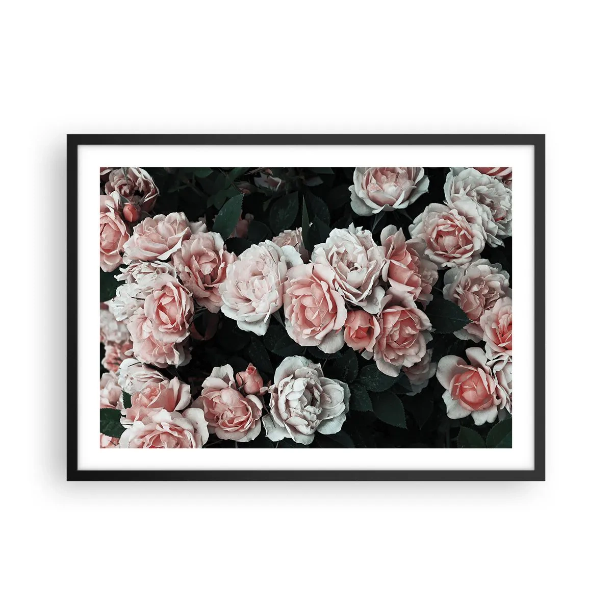 Poster in een zwarte lijst - Rozen ensemble - 70x50 cm