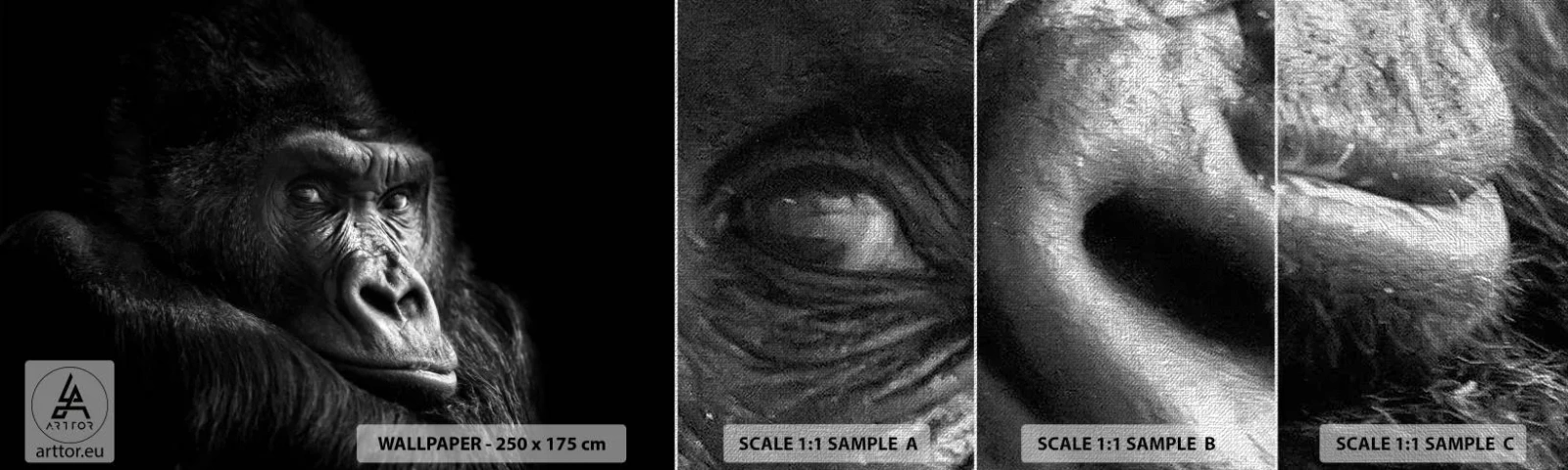 Fotobehang Monster Premium Canvas - En waar kijk je naar? - Aap, Gorilla, Dieren - 100x30 cm