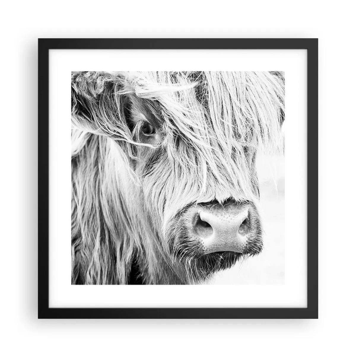 Poster in een zwarte lijst - Schotse wildheid - 40x40 cm