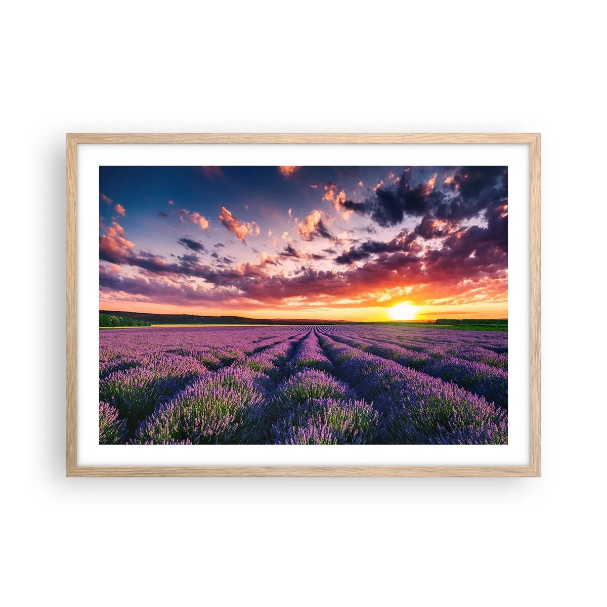 Een poster in een licht eiken lijst - Lavendel wereld - 70x50 cm