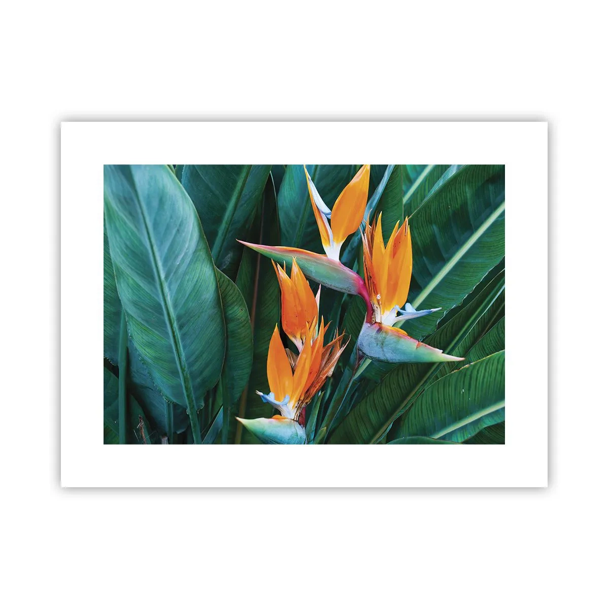 Poster - Is het een bloem of is het een vogel? - 40x30 cm