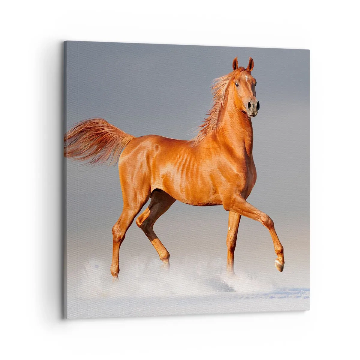 Schilderen op canvas - Dansende elegantie - 50x50 cm