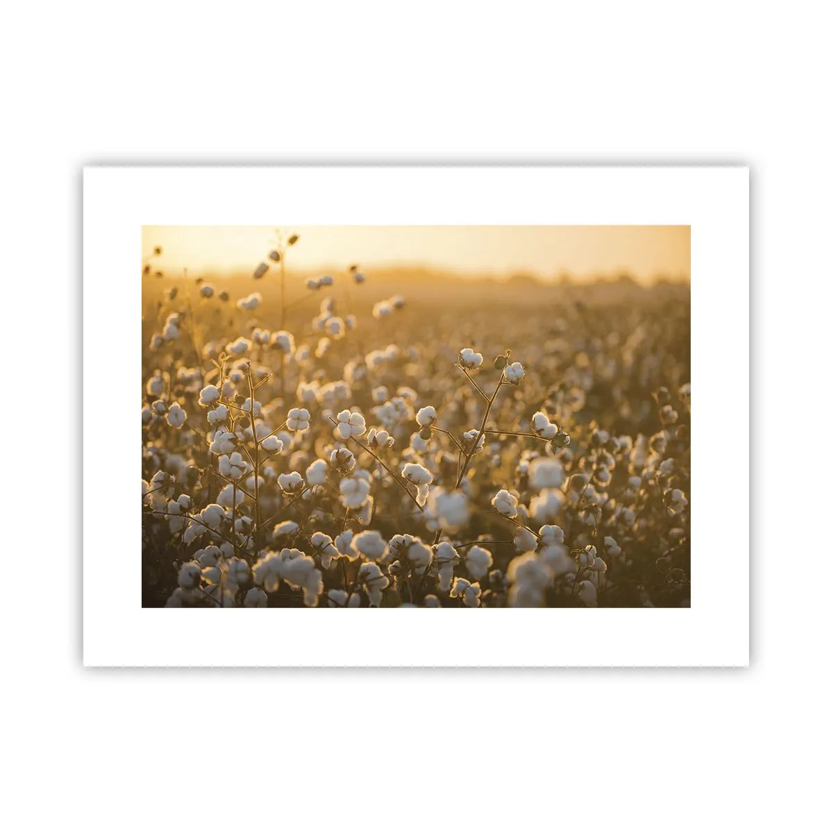 Poster - Pluizig veld - 40x30 cm