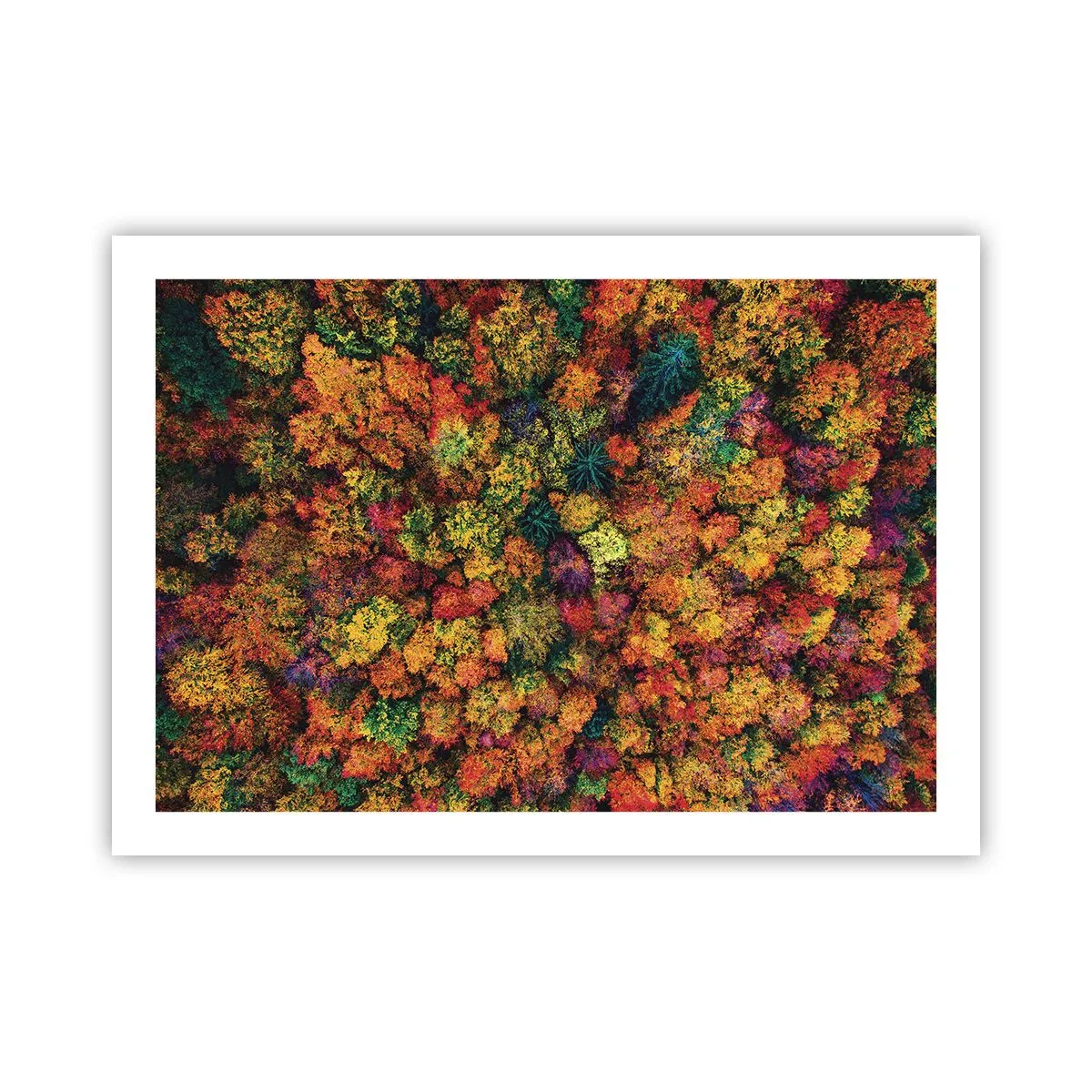 Poster - Boeket herfstbomen - 70x50 cm