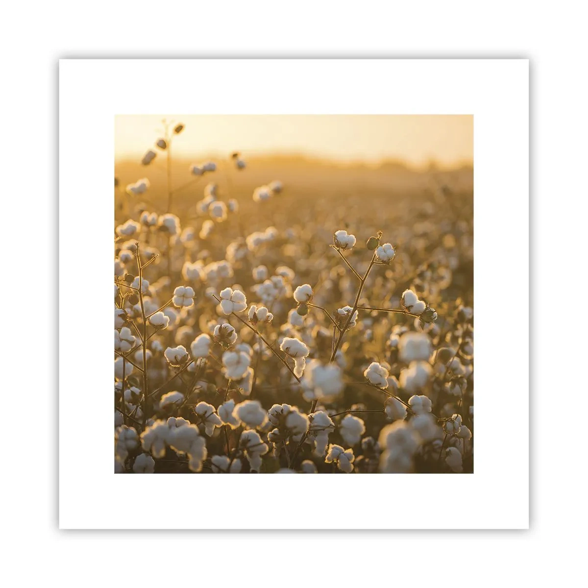 Poster - Pluizig veld - 30x30 cm