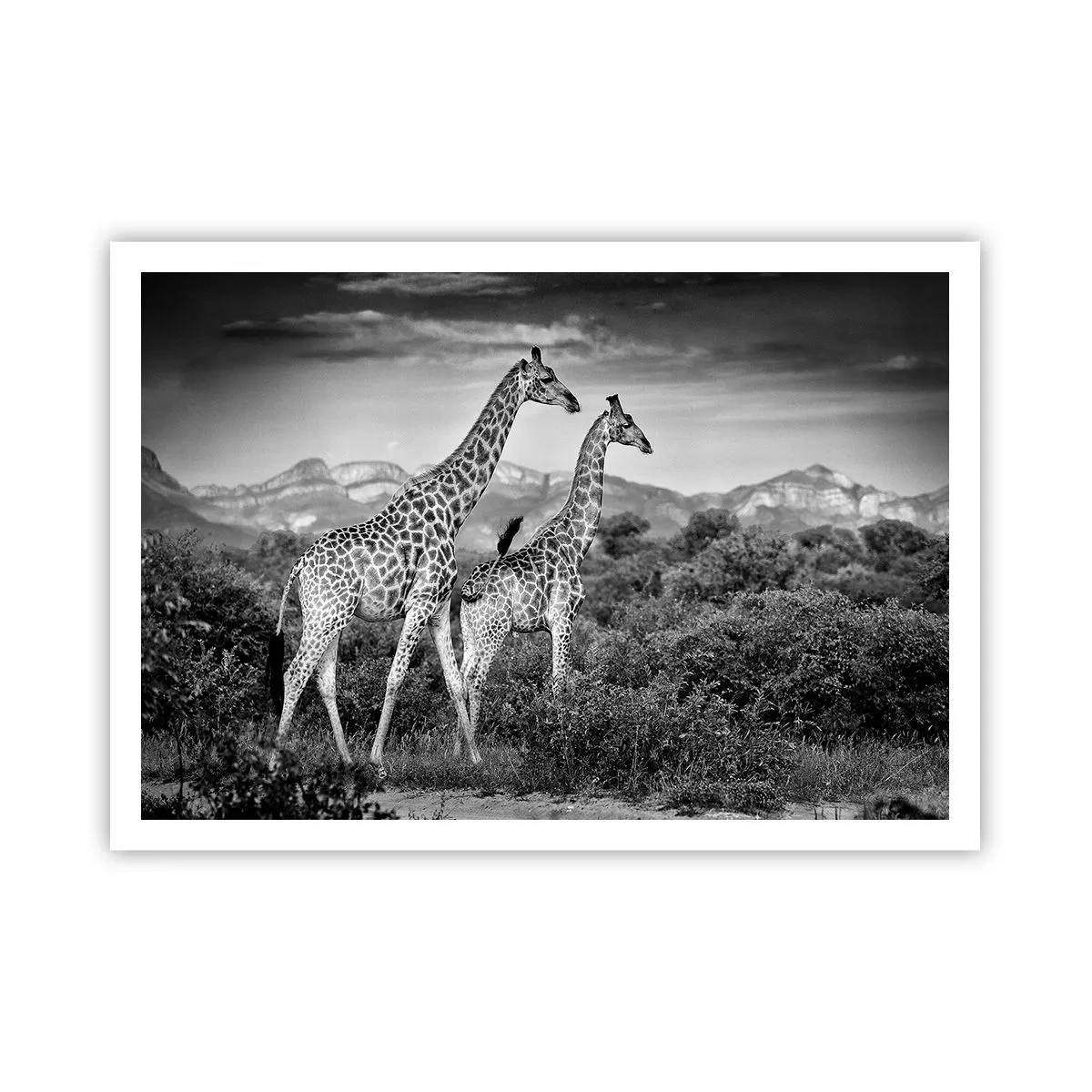 Poster - Hoge sferen in Afrika - 100x70 cm