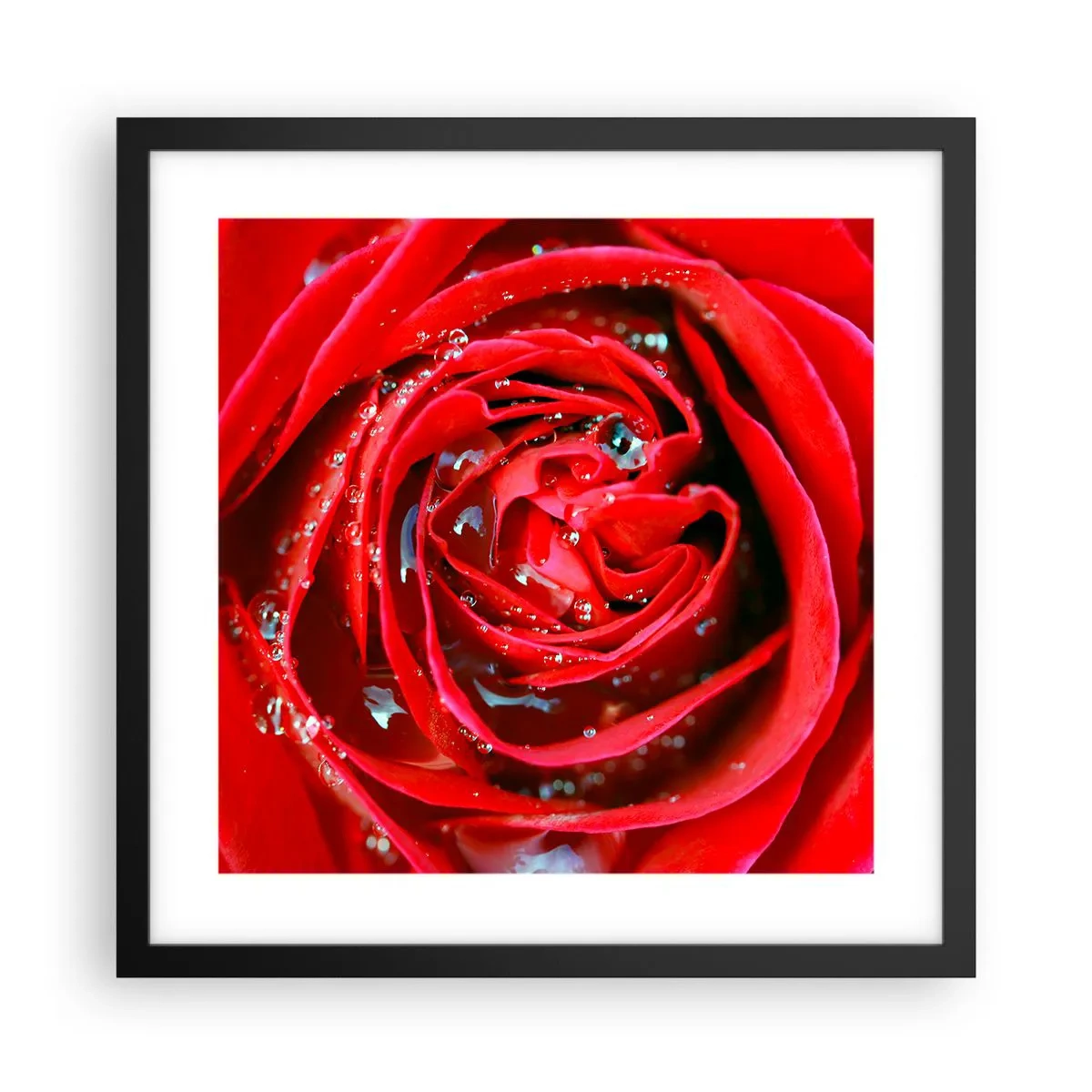 Poster in een zwarte lijst - In de dauwdruppels - 40x40 cm